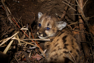 Illustration for article titled Mountain Lion Famous for Crossing LA Freeways Is Killed Crossing a Freeway